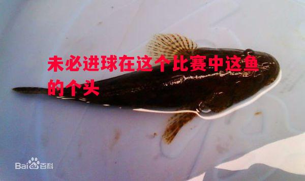 未必进球在这个比赛中这鱼的个头